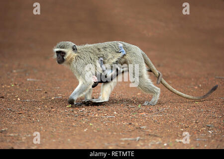 Vervet monkey, adult female with young, Kruger Nationalpark, South Africa, Africa, (Chlorocebus pygerythrus) Stock Photo