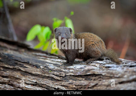 Common Dwarf Mongoose In Kruger National Park, South Africa ; Specie 