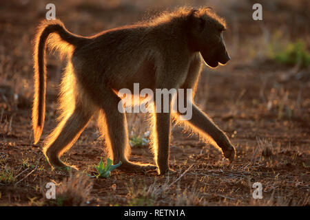 Chacma Baboon, Kruger Nationalpark, South Africa, Africa, (Papio ursinus) Stock Photo