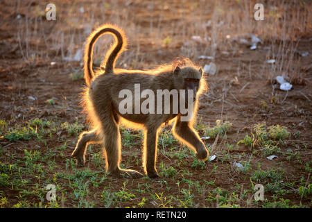 Chacma Baboon, Kruger Nationalpark, South Africa, Africa, (Papio ursinus) Stock Photo