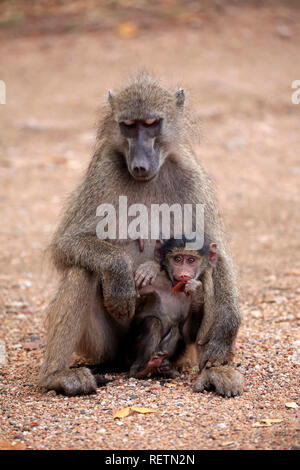 Chacma Baboon, Kruger Nationalpark, South Africa, Africa, (Papio ursinus) Stock Photo