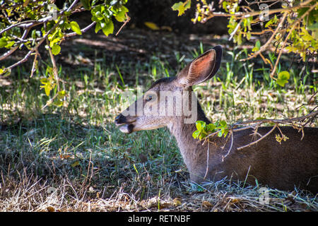 Black tailed deer resting at the shade of an oak tree, Rancho San Antonio county park, south San Francisco bay area, California Stock Photo