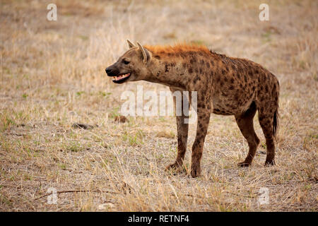 Spotted Hyena, Kruger Nationalpark, South Africa, Africa, (Crocuta crocuta) Stock Photo