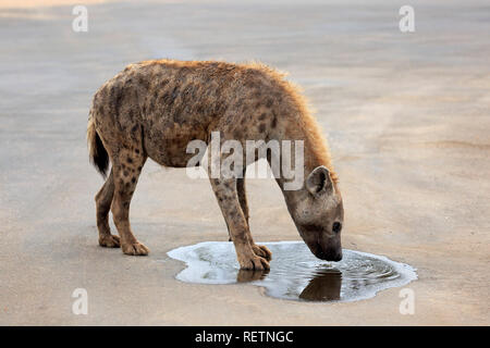 Spotted Hyena, Kruger Nationalpark, South Africa, Africa, (Crocuta crocuta) Stock Photo