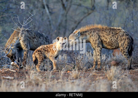 Spotted Hyena, adult female with young, Kruger Nationalpark, South Africa, Africa, (Crocuta crocuta) Stock Photo