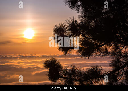 Pine tree branches on top of Mt Hamilton, San Jose, south San Francisco bay area; beautiful sunset over a sea of clouds in the background Stock Photo