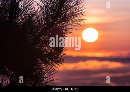 Pine tree branches on top of Mt Hamilton, San Jose, south San Francisco bay area; beautiful sunset over a sea of clouds in the background Stock Photo
