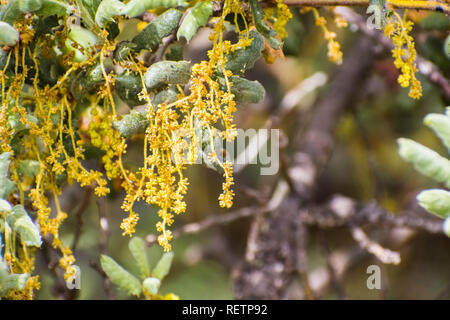 Close up of Quercus durata (California scrub oak, leather oak) flowers, San Francisco bay, California Stock Photo