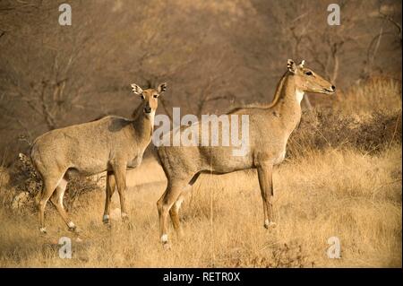 Sambar Deer (Rusa unicolor or Cervus unicolor), Ranthambore National Park, Rajasthan, India Stock Photo