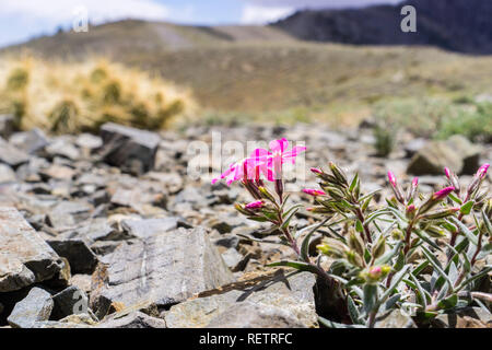 Cold desert phlox (Phlox stansburyi) growing at high altitude, in the mountains of Death Valley National Park, California Stock Photo