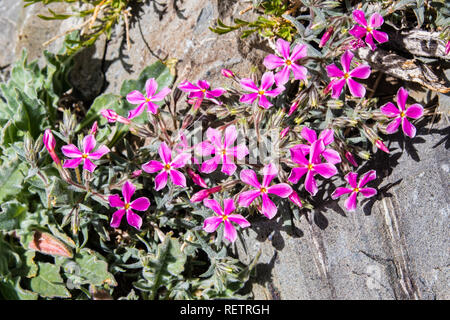 Cold desert phlox (Phlox stansburyi) growing at high altitude, in the mountains of Death Valley National Park, California Stock Photo