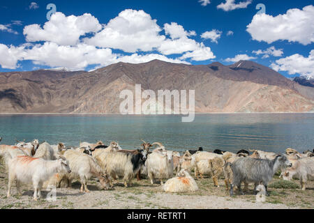 Herd of goats grazing on the meadow near the highland lake Pangong Tso in Ladakh region, India Stock Photo