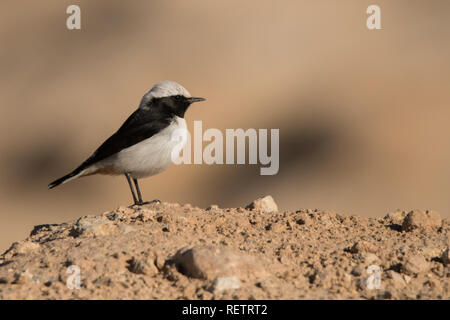 Mourning Wheatear / Oenanthe lugens Stock Photo