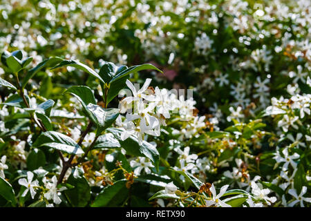 Star Jasmine (Trachelospermum jasminoides) blooming in a public garden, California