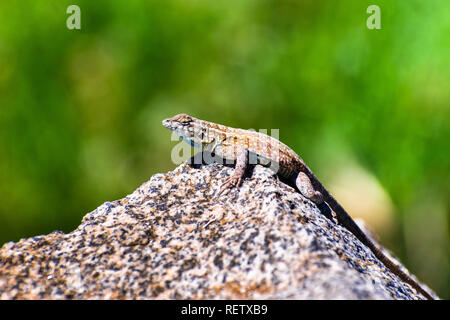 Side view of Western Side-blotched Lizard (Uta stansburiana elegans) sitting on a rock on a sunny day; blurred green background; Mt Wilson, Los Angele Stock Photo