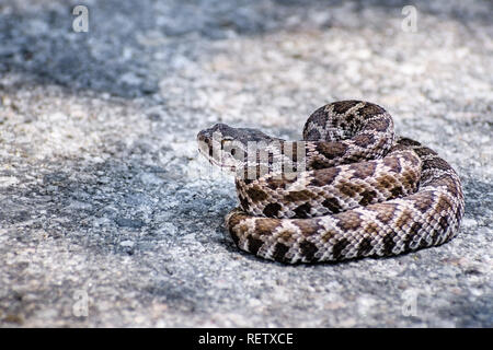 Close up of young Southern Pacific Rattlesnake  (Crotalus helleri) coiled in the middle of a paved road, Angles National Forest, Los Angeles county, C Stock Photo