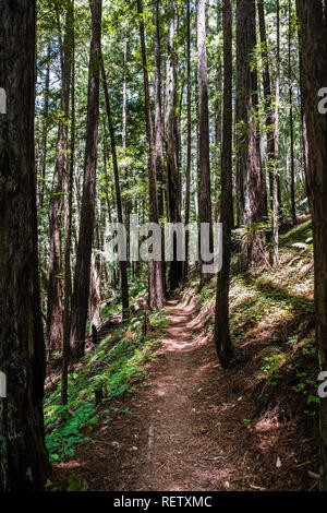 Partington Point A scenic California coastal hiking trail passes beneath a large fallen ...