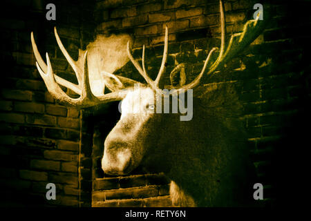 Stuffed moose head on brick wall, black background Stock Photo