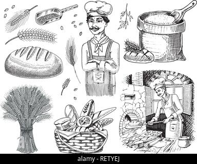 Set of wheat and Cereals. Baker and pastry chef cooks in the oven. Barley and Rye seeds for making bread and Beer. Whole grains,bag of flour and organic farmer oat harvest. Hand drawn Vintage sketch. Stock Vector