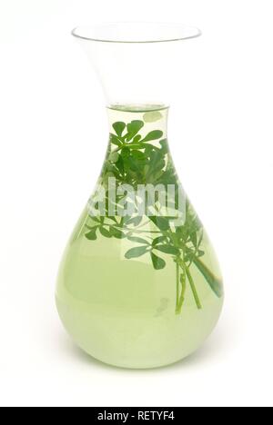 Common Rue (Ruta graveolens, Ruta comune), medicinal plant, pickled in grappa as an alcoholic extract Stock Photo