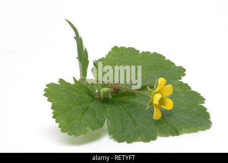 Common Tormentil (Potentilla erecta, Cinquefoglia tormentilla), medicinal plant Stock Photo