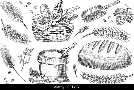 Corn Cobs Grain Vector Sketch Illustration Cereal Agriculture Hand Drawn  Isolated Design Elements Stock Illustration - Download Image Now - iStock