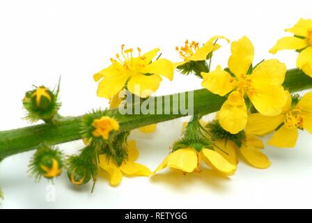 Sticklewort (Agrimonia eupatoria), medicinal plant Stock Photo