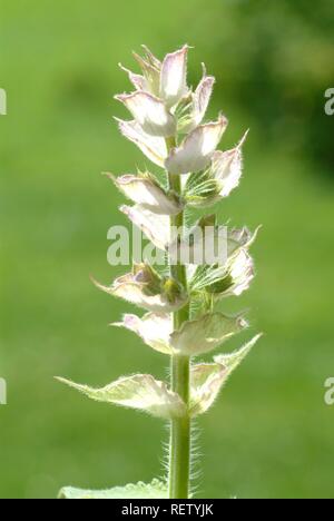 Clary Sage (Salvia sclarea), medicinal plant Stock Photo