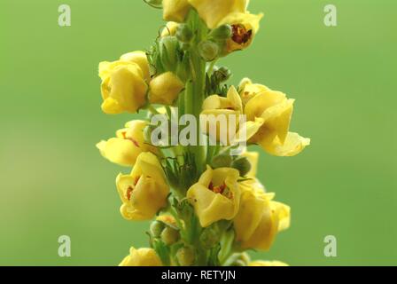 Dark Mullein (Verbascum nigrum), medicinal plant Stock Photo