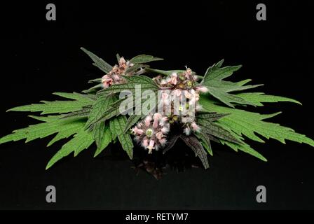 Motherwort (Leonurus cardiaca, Cardiaca comune), medicinal plant Stock Photo
