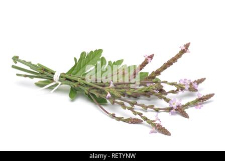 Common Vervain (Verbena officinalis), medicinal plant Stock Photo