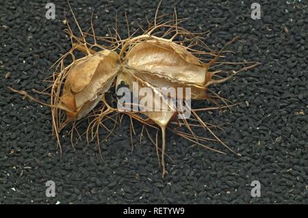 Black caraway (Nigella sativa), open seedpod, medicinal plant Stock Photo