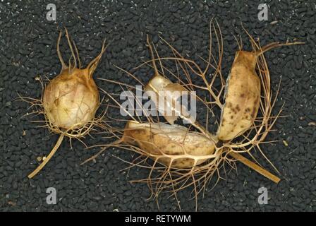 Black caraway (Nigella sativa), open seedpod, medicinal plant Stock Photo