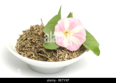 Field Bindweed (Convolvulus arvensis) Stock Photo