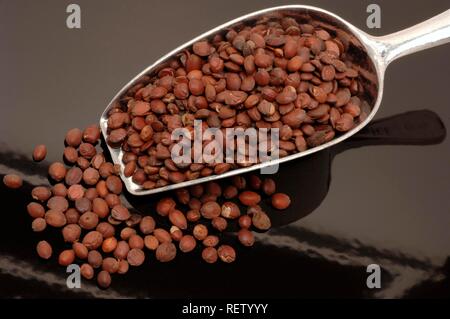 Suan Zao Ren (Ziziphus spinosa), seeds, traditional Chinese herbs, medicine Stock Photo