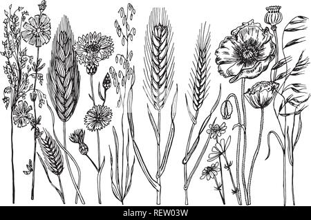 Wild Flowers with leaves. Set of Wedding botanical plant with leaf and buds. Botanical organic spring herb. Engraved hand drawn in doodle sketch. Collection for cards and labels, books and banners. Stock Vector