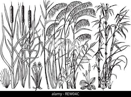 Wild Flowers with leaves. Set of Wedding botanical plant with leaf and buds. Botanical organic spring herb. Engraved hand drawn in doodle sketch. Collection for cards and labels, books and banners. Stock Vector