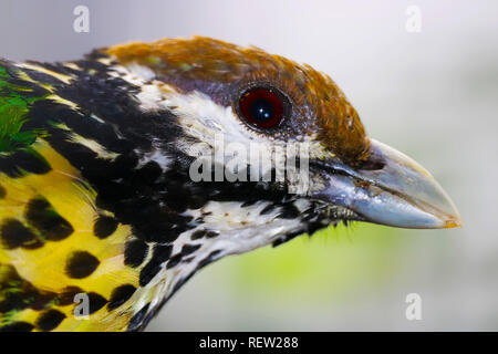 head of a white-eared catbird (ailuroedus buccoides) in profile view Stock Photo
