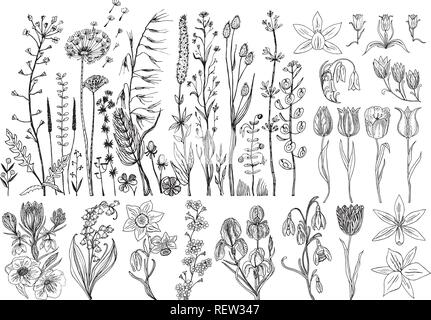 Wild Flowers with leaves. Set of Wedding botanical plant with leaf and buds. Botanical organic spring herb. Engraved hand drawn in doodle sketch. Collection for cards and labels, books and banners. Stock Vector