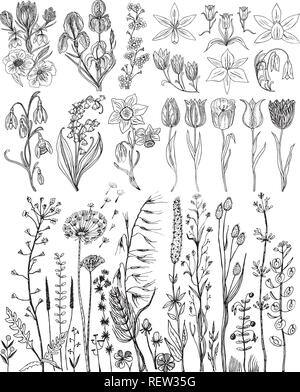 Wild Flowers with leaves. Set of Wedding botanical plant with leaf and buds. Botanical organic spring herb. Engraved hand drawn in doodle sketch. Collection for cards and labels, books and banners. Stock Vector