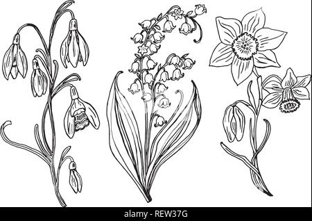 Wild Flowers with leaves. Set of Wedding botanical plant with leaf and buds. Botanical organic spring herb. Engraved hand drawn in doodle sketch. Collection for cards and labels, books and banners. Stock Vector