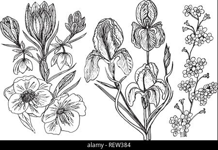 Wild Flowers with leaves. Set of Wedding botanical plant with leaf and buds. Botanical organic spring herb. Engraved hand drawn in doodle sketch. Collection for cards and labels, books and banners. Stock Vector