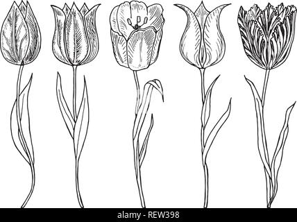 Wild Flowers with leaves. Set of Wedding botanical plant with leaf and buds. Botanical organic spring herb. Engraved hand drawn in doodle sketch. Collection for cards and labels, books and banners. Stock Vector