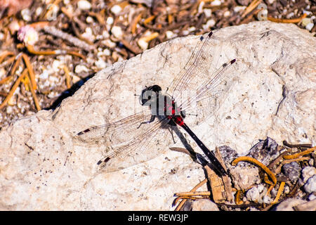 View from above of a Crimson-ringed Whiteface (Leucorrhinia glacialis) dragonfly sitting on a rock, Lassen Volcanic National Park, California Stock Photo