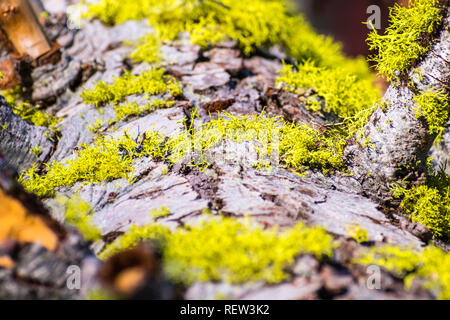 Wolf Lichen (Letharia vulpina) growing on the bark of pine trees in Lassen Volcanic National Park, Northern California Stock Photo