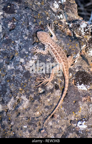 Aerial view of an Western Fence Lizard (Sceloporus occidentalis) sitting on a rock, Lassen Volcanic National Park, California Stock Photo