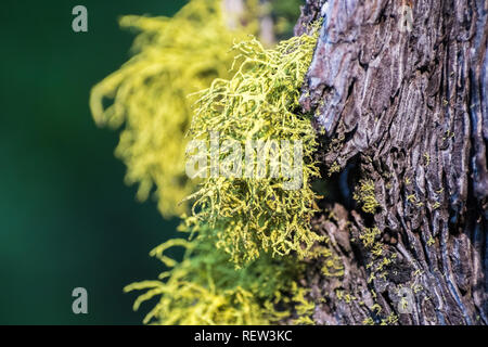 Wolf Lichen (Letharia vulpina) growing on the bark of pine trees in Lassen Volcanic National Park, Northern California Stock Photo