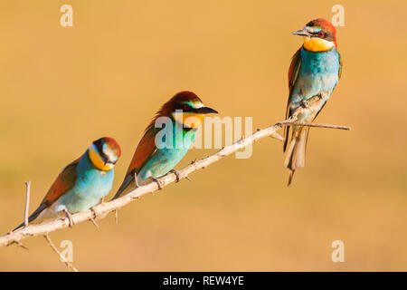beautiful colored spring birds sit on a branch Stock Photo