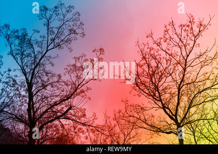 Trees without foliage with beautiful multicolored sky as background Stock Photo