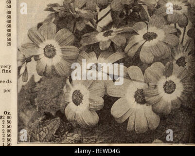 . Dreer's wholesale price list / Henry A. Dreer.. Nursery Catalogue. BELLIS PERENNIS—DOUBLE DAISY Antirrhinum (Snapdragon). Snapdragons are increasing in popularity yearly. For winter and spring flowering the seed should be sown during the summer. Tr. pkt. O2. Qiant. White 1 20 60 &quot; Qarnet 20 60 Pink tall growing 20 60 Scarlet ^ very large spikes 20 60 Striped and flowers 20 60 Yellow 20 Mixed J 15 Larse-flowerlns Half-Dwarf Daphne. Soft rose-pink 20 '* &quot; Defiance. Fiery scarlet 20 Majus Mixed. &quot; Golden Queen. Rich yellow 20 '* Firebrand. Rich deep red 20 Rose Queen. Rich rose 2 Stock Photo